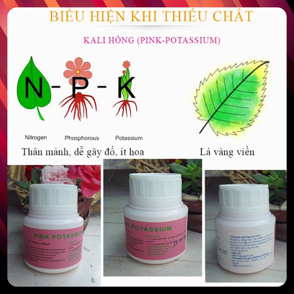 [Hiệu Quả-An Toàn-Tiết Kiệm]100g Phân bón kích thích cây ra hoa đậu trái. Tác dụng của phun Kali qua lá với cây trồng