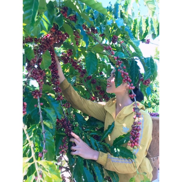 (Cà phê chất lượng cao) 1kg cà phê robusta cao cấp ủ lên men trái chín chín 100%_ Sơ chế và rang ttaij nông trại Bá Lộc | BigBuy360 - bigbuy360.vn