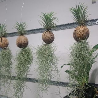 Cây lọc không khí