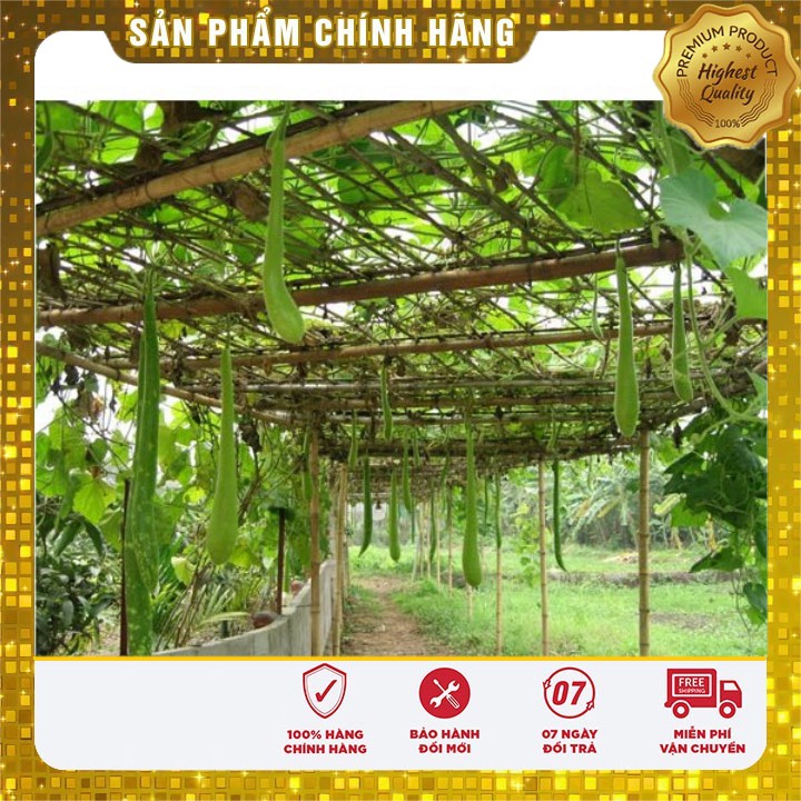 Hạt giống Bầu Sao F1năng suất cao (2 gram)