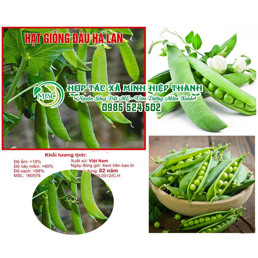 Hạt giống đậu hà lan