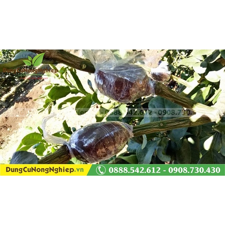 Dao chiết cây, khoanh vỏ lưỡi răng cưa