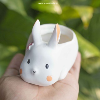 Chậu thỏ trắng - Vườn sen đá
