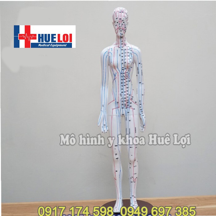 Mô hình huyệt vị người - mô hình châm cứu - mô hình kinh lạc
