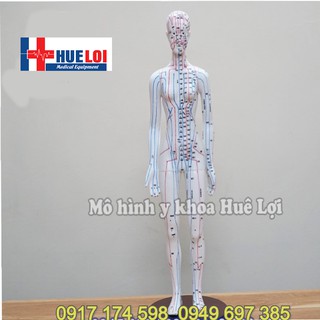 Mô hình huyệt vị người - mô hình châm cứu - mô hình kinh lạc