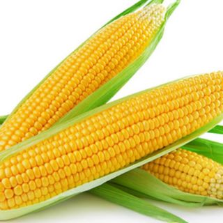 100gram Hạt giống ngô ngọt