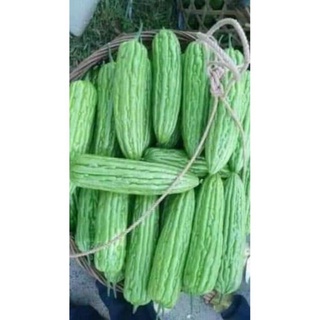 mướp đắng khổng lồ 1gr
