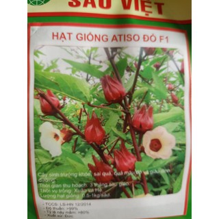 Hạt giống atiso đỏ