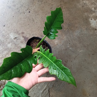 Cây trầu bà cung đàn xanh