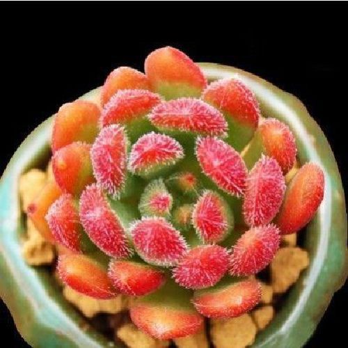Hạt giống sen đá kim cương Siêu giống cây mọng nước quý hiếm tỷ lệ nảy mầm 90%