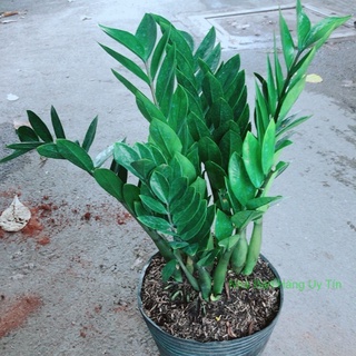 Kim tiền lớn