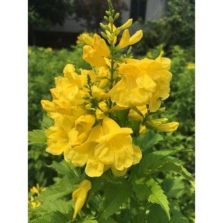 cây HOA CHUÔNG VÀNG - hoa siêu đẹp