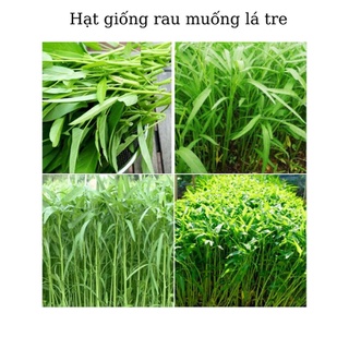 Hạt giống rau muống lá tre dễ trồng tỷ lệ nảy mầm cao