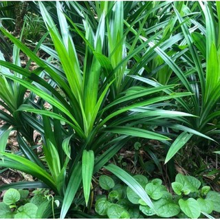 Cây Lá Dứa Thơm/ Cây Lá Nếp Thơm