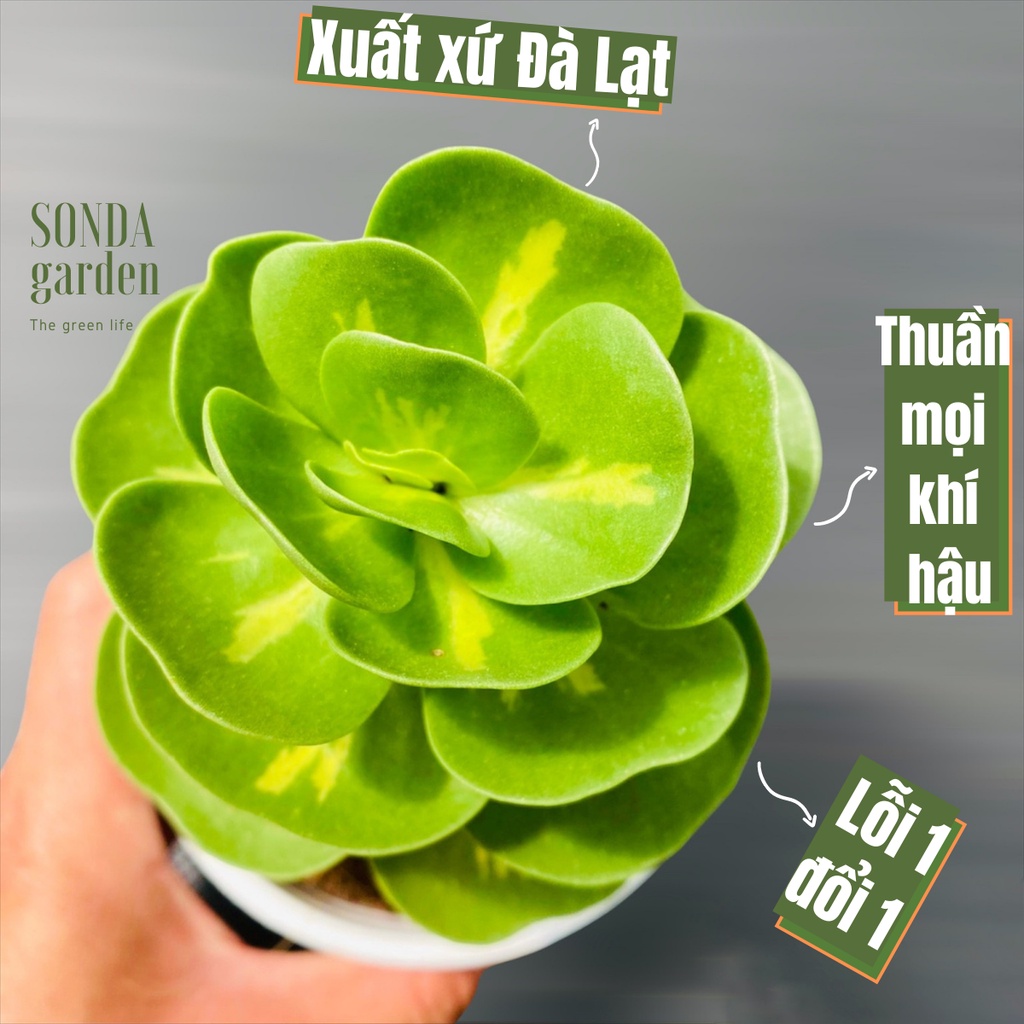 Sen đá lục bình var SONDA GARDEN size trung bình đường kính chậu 10cm, cây cảnh trang trí nhà cửa lỗi 1 đổi 1