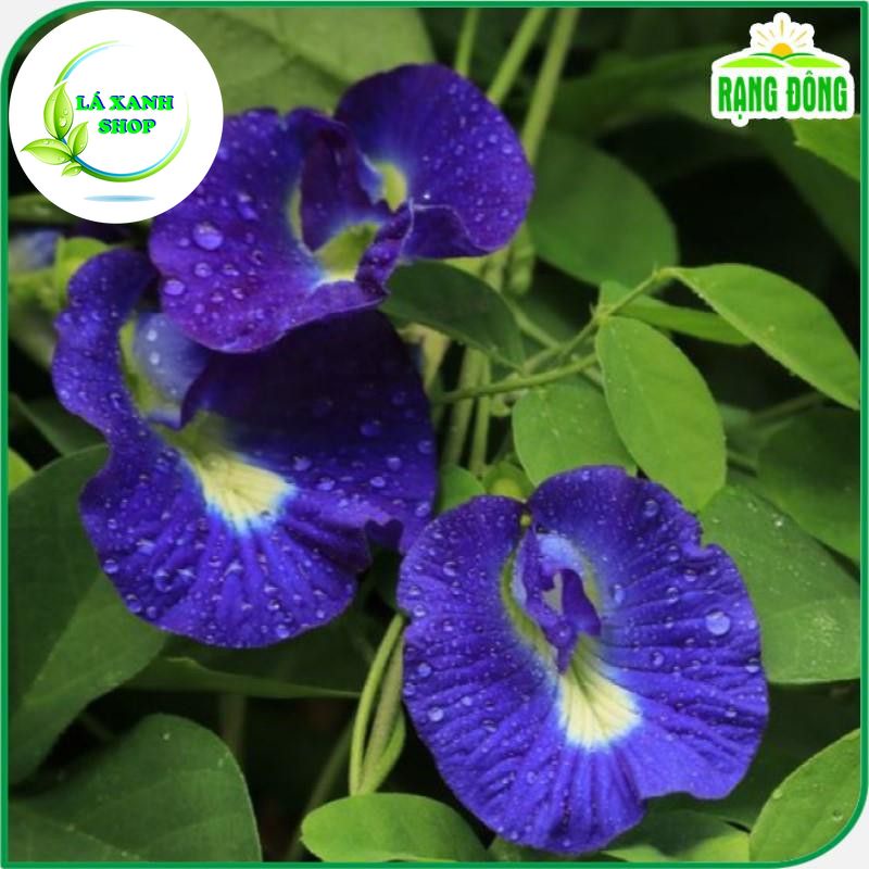 Hạt giống Hoa Đậu Biếc Chịu Hạn, Sinh Trưởng Tốt, Trồng Quanh Năm (gói 2 gr) - Hạt Giống Rạng Đông