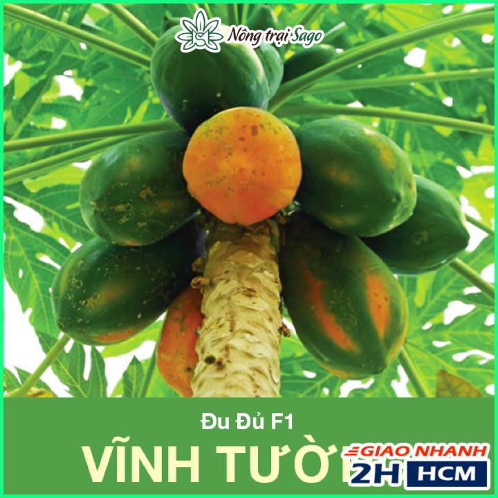Hạt giông Đu Đủ Ruột Vàng F1 Vĩnh Tường, Trái To 1,5-2kg, Thu Hoạch Trong 2 Năm - Nông Trại Sago