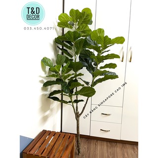 (KHÔNG GỒM CHẬU) CÂY BÀNG SINGAPORE GIẢ CAO 1M6- CÂY GIẢ DECOR