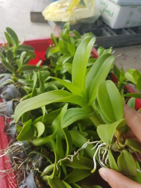 Combo 5 chậu denro màu giống