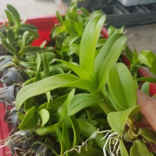 Combo 5 chậu denro màu giống