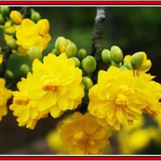 Hoa cúc mai 150 cánh_cây ghép