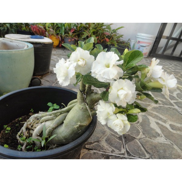 Gói 10 hạt giống hoa sứ Thái kép mix đủ 10 màu