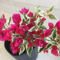 Cây 🌲 Giấy Cẩm Thach ( màu hồng)