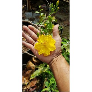 30 HẠT GIẢO THỦ ĐỨC BÔNG TO