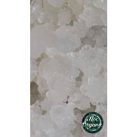 Nấm kefir nước dừa