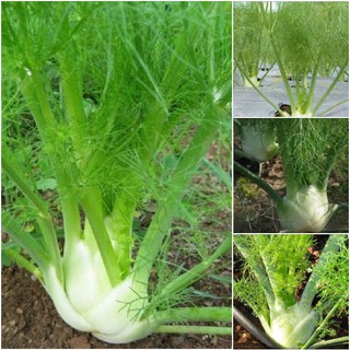 Hạt Giống Củ Thì Là -củ hồi Finnochio 1gr/gói ( hạt dễ trồng tỉ lệ nảy mầm hơn 80% )