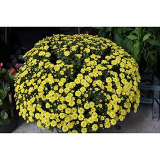 HẠT GIỐNG HOA CÚC MÂM XÔI GÓI 200 HẠT