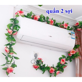 Dây leo hoa hồng giả 9 đầu bông