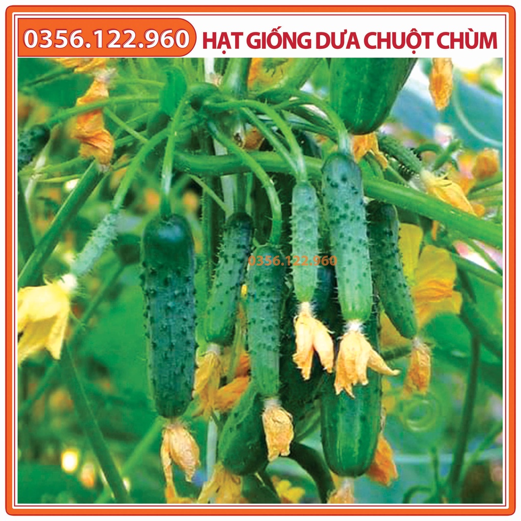 Hạt giống dưa leo chùm -gói 0,5 gam - dưa leo bao tử F1 - Dưa chuột chùm