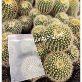 Hạt Giống Xương Rồng Kim Hồng Vàng ,10 hạt