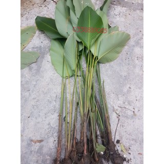 10 cây lá dong làm giống