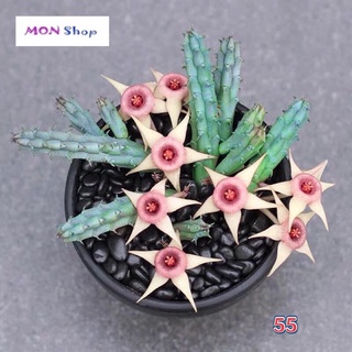 Xương rồng sao biển hoa năm cánh nhuỵ hồng dễ thương