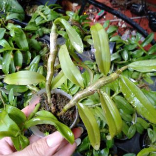 Hoa phong lan phi điệp 5ct gieo hạt