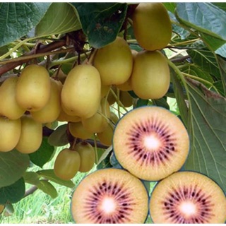 Cây kiwi xanh