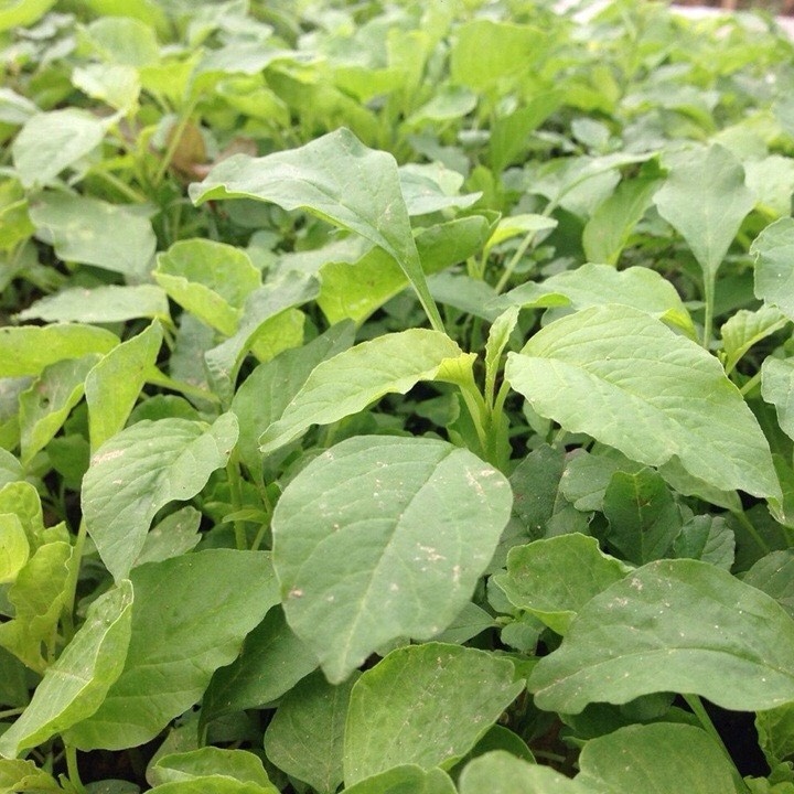 Rau dền xanh lá nhọn Rado 14 - Nông Nghiệp Đô Thị Vườn Phố 24h