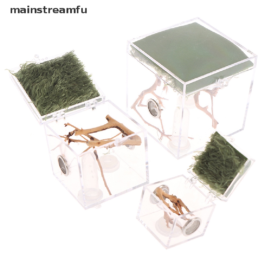 Hộp Nuôi Bò Sát Côn Trùng Nhỏ Trong Suốt Màu Đen Mới [Mainnstreamfu]