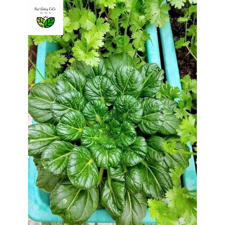 Hạt Giống Cải Hoa Hồng, cải Tatsoi, Cải Thìa Hoa 1Gr