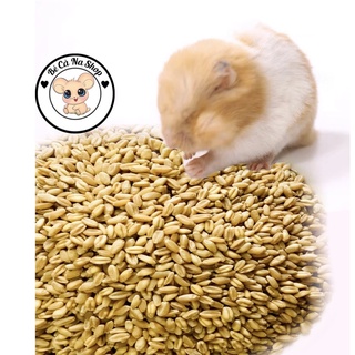 Lúa mì . thức ăn cho hamster ,thỏ bọ sóc (bè cà na)