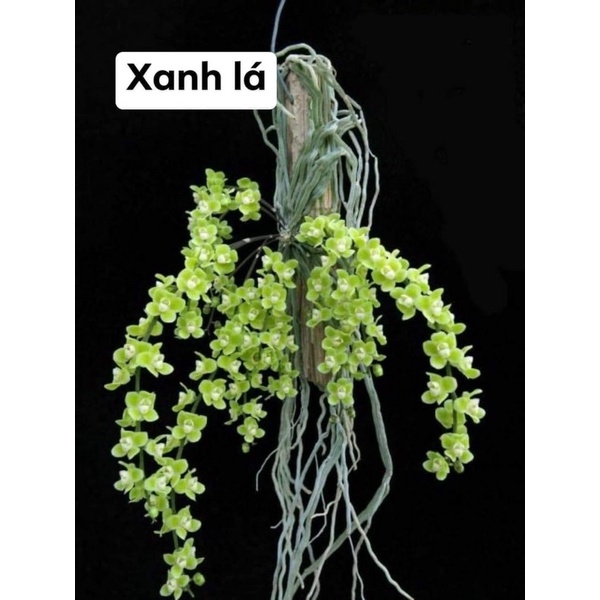 Hoa lan căn diệp chơi Tết