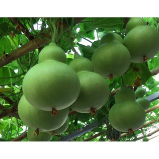 Hạt giống Bầu hồ lô