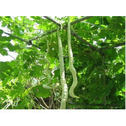 ( SIÊU HOT ) Hạt giống mướp rắn siêu trái F1