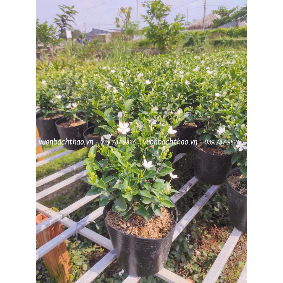 Cây mai chỉ thiên trông sân vườn