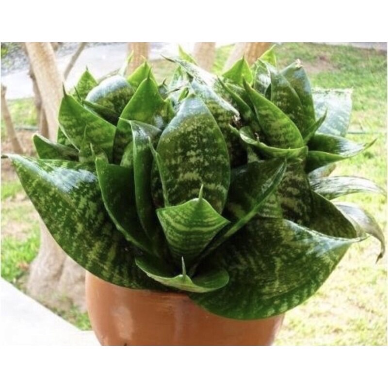 Cây giống lưỡi mèo lùn