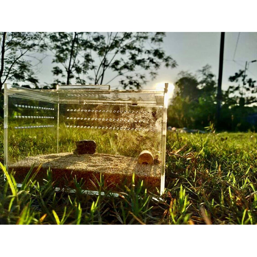 Hộp Nuôi Nhện, Rết, Bọ Cạp kt 15-10-10cm