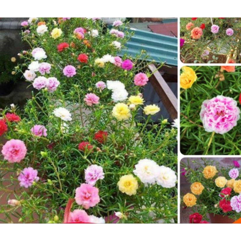 5 cây hoa 10 giờ Mỹ (5 màu)