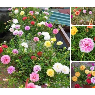 5 cây hoa 10 giờ mỹ